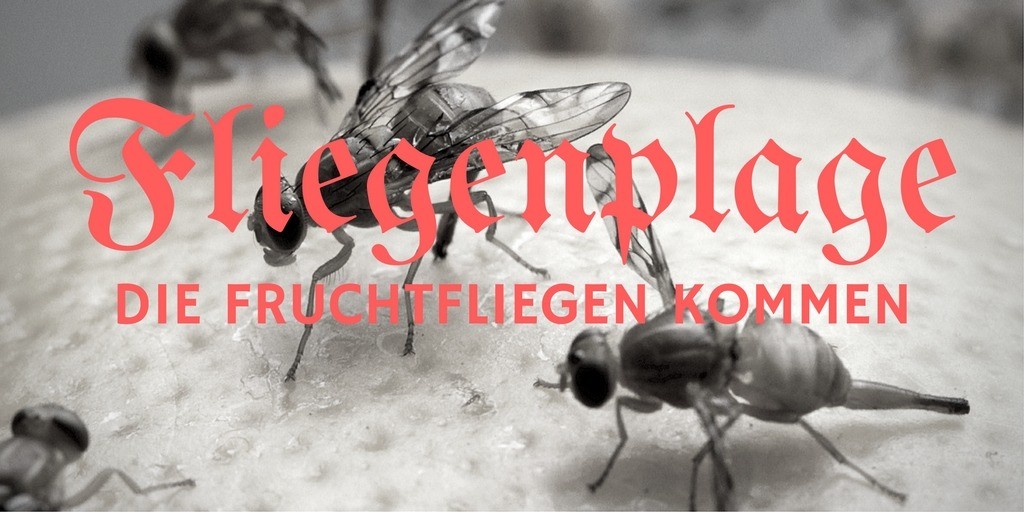 Fliegenplage - Die Fruchtfliegen kommen auf kinderalltag.de