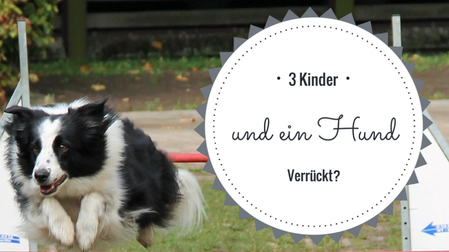 3 Kinder und ein Hund - Verrückt? auf kinderalltag.de
