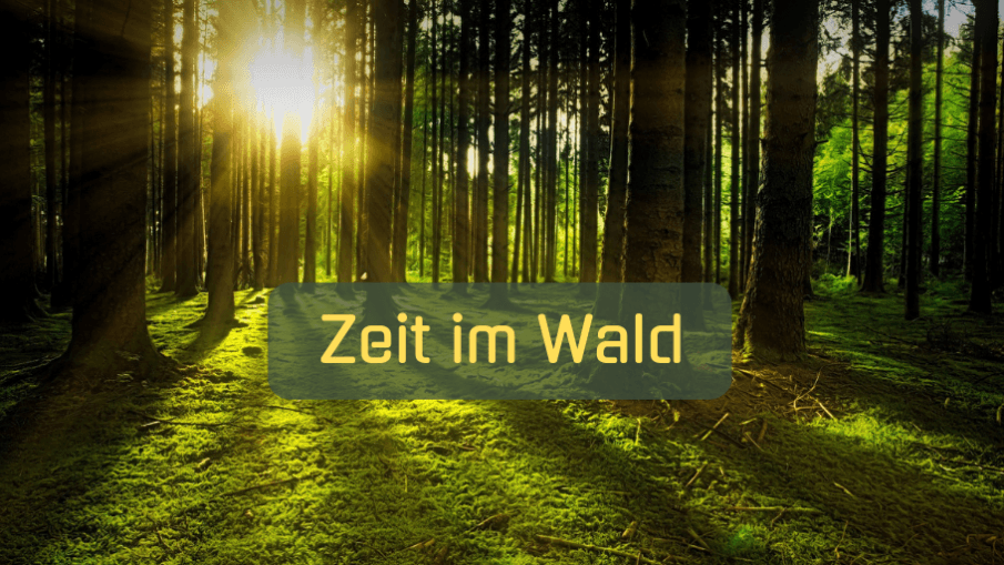 Zeit im Wald auf kinderalltag.de